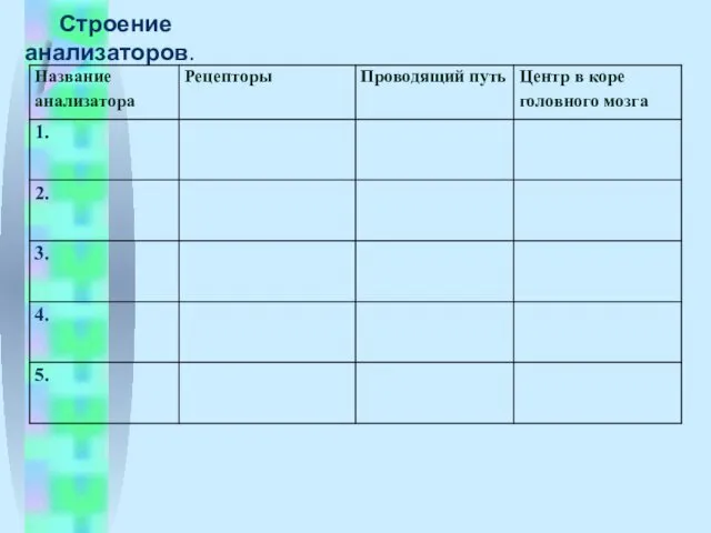 Строение анализаторов.