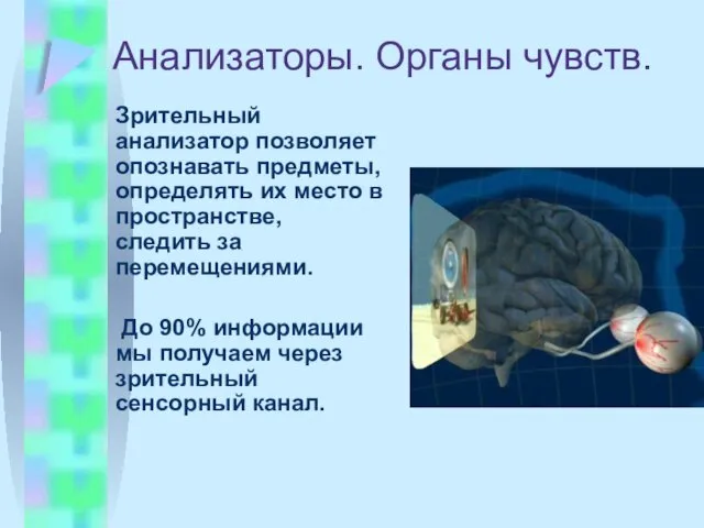 Анализаторы. Органы чувств. Зрительный анализатор позволяет опознавать предметы, определять их место