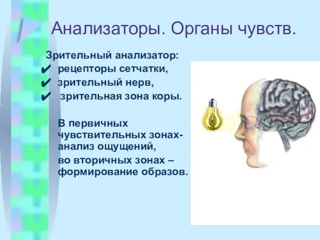 Анализаторы. Органы чувств. Зрительный анализатор: рецепторы сетчатки, зрительный нерв, зрительная зона