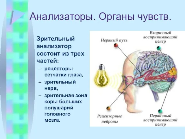 Анализаторы. Органы чувств. Зрительный анализатор состоит из трех частей: рецепторы сетчатки