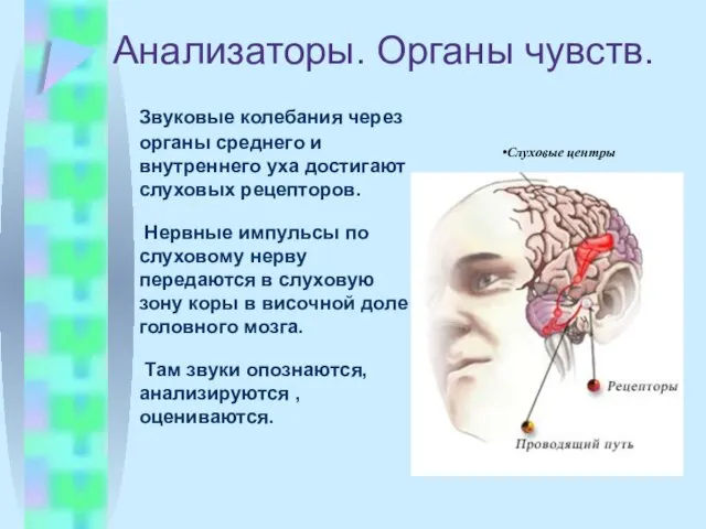 Анализаторы. Органы чувств. Звуковые колебания через органы среднего и внутреннего уха