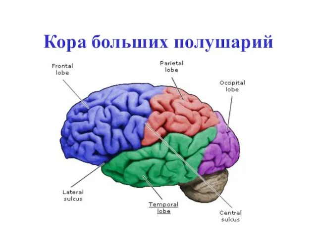 Кора больших полушарий