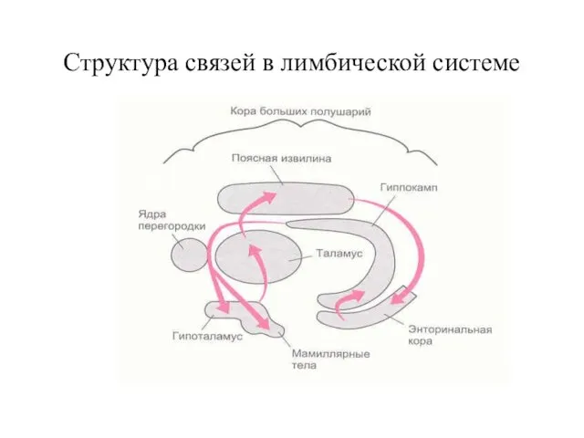 Структура связей в лимбической системе