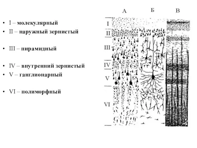 I – молекулярный II – наружный зернистый III – пирамидный IV