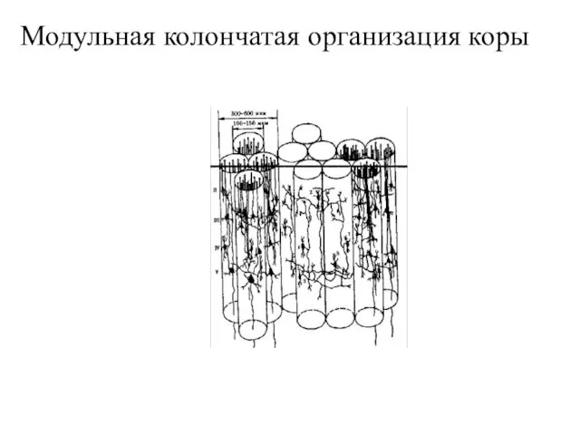 Модульная колончатая организация коры