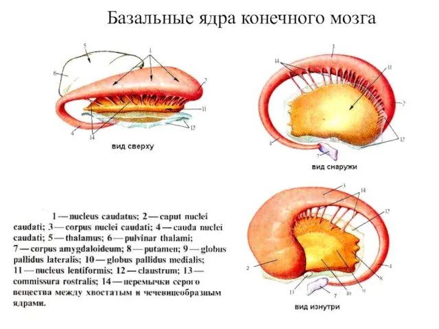 Базальные ядра конечного мозга