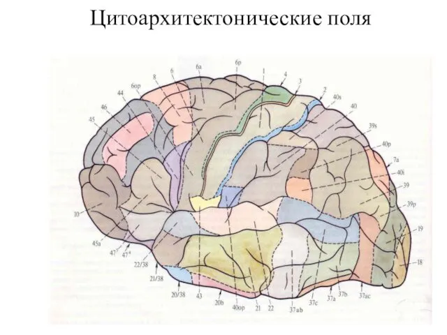 Цитоархитектонические поля