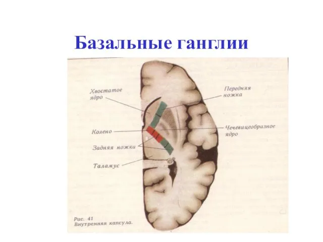 Базальные ганглии