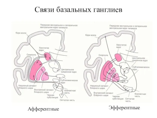 Связи базальных ганглиев Афферентные Эфферентные