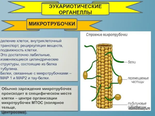 деление клеток, внутриклеточный транспорт, рециркуляция веществ, подвижность клетки. Это достаточно лабильные,