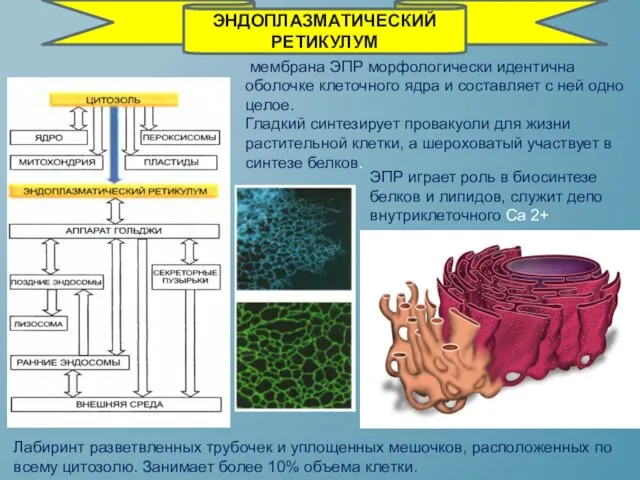 мембрана ЭПР морфологически идентична оболочке клеточного ядра и составляет с ней