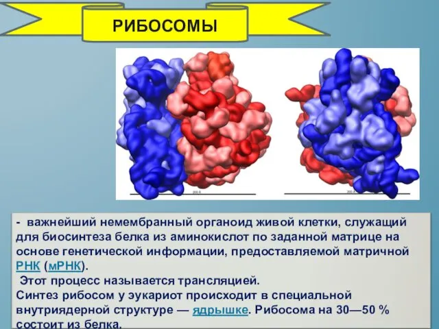 - важнейший немембранный органоид живой клетки, служащий для биосинтеза белка из