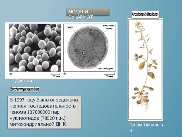 МОДЕЛИ ЭУКАРИОТ Дрожжи В 1997 году была определена полная последовательность генома