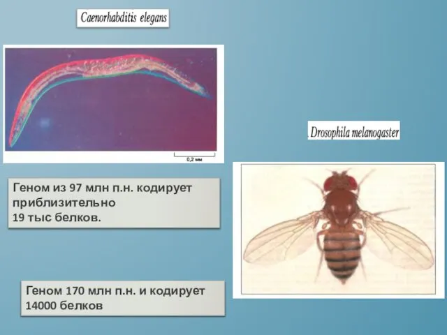 Геном из 97 млн п.н. кодирует приблизительно 19 тыс белков. Геном
