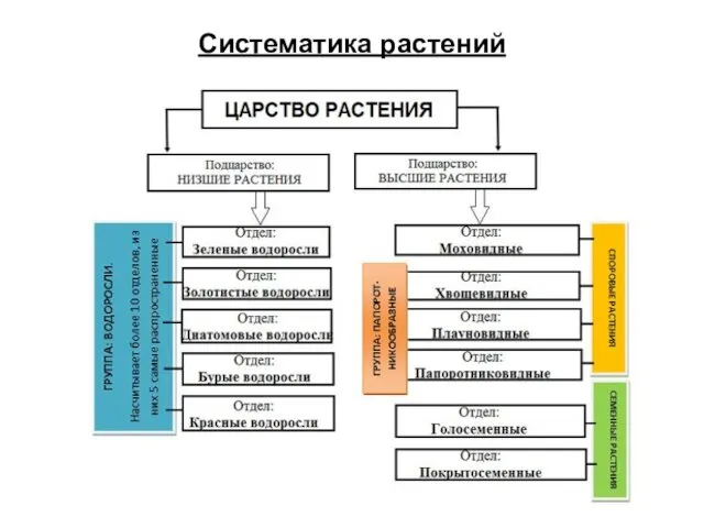 Систематика растений