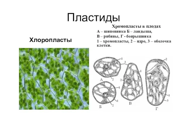 Пластиды Хлоропласты Хромопласты в плодах А – шиповника Б – ландыша,