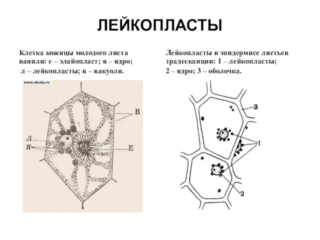 ЛЕЙКОПЛАСТЫ Клетка кожицы молодого листа ванили: e – элайопласт; я –