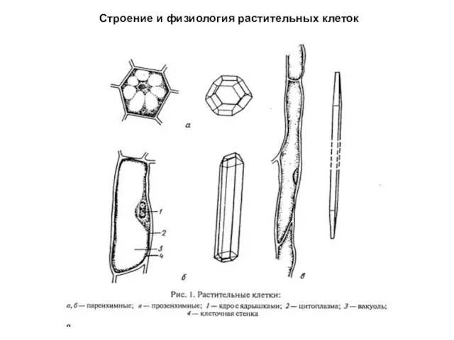 Строение и физиология растительных клеток