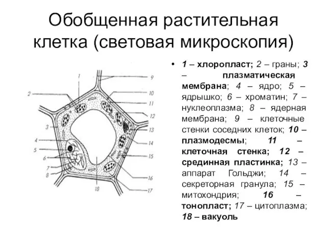 Обобщенная растительная клетка (световая микроскопия) 1 – хлоропласт; 2 – граны;