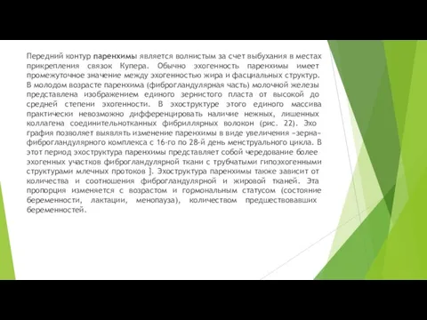 Передний контур паренхимы является волнистым за счет выбухания в местах прикрепления