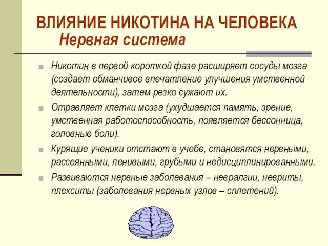 Нервная система Никотин в первой короткой фазе расширяет сосуды мозга (создает