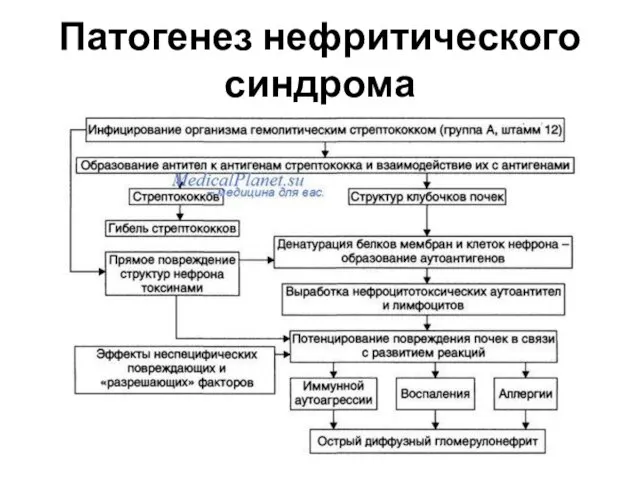 Патогенез нефритического синдрома