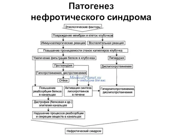 Патогенез нефротического синдрома