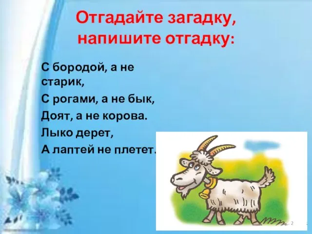 С бородой, а не старик, С рогами, а не бык, Доят,