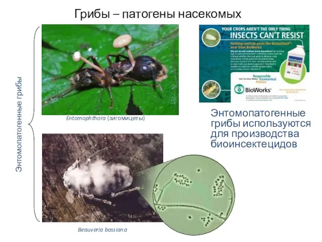 Грибы – патогены насекомых Энтомопатогенные грибы Entomophthora (зигомицеты) Beauveria bassiana Энтомопатогенные грибы используются для производства биоинсектецидов