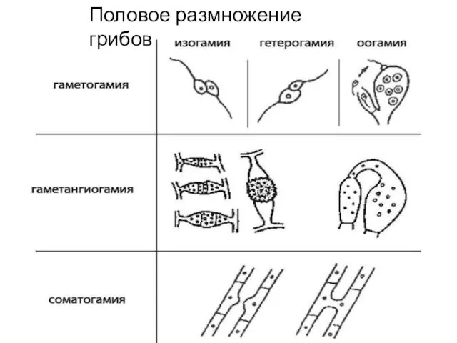 Половое размножение грибов