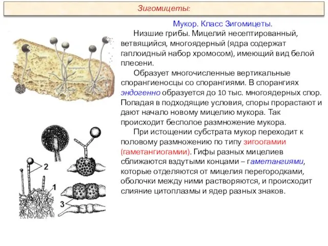 Мукор. Класс Зигомицеты. Низшие грибы. Мицелий несептированный, ветвящийся, многоядерный (ядра содержат