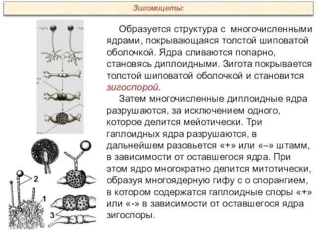 Образуется структура с многочисленными ядрами, покрывающаяся толстой шиповатой оболочкой. Ядра сливаются