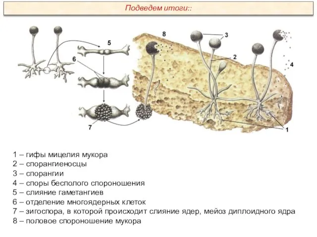 1 – гифы мицелия мукора 2 – спорангиеносцы 3 – спорангии