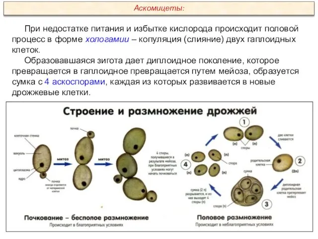 При недостатке питания и избытке кислорода происходит половой процесс в форме