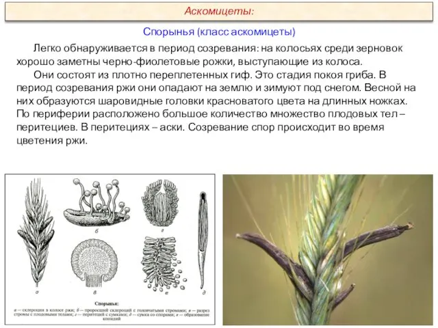 Спорынья (класс аскомицеты) Легко обнаруживается в период созревания: на колосьях среди