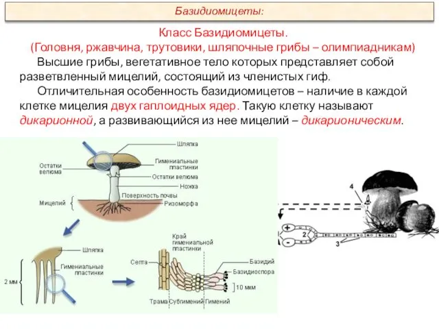 Класс Базидиомицеты. (Головня, ржавчина, трутовики, шляпочные грибы – олимпиадникам) Высшие грибы,