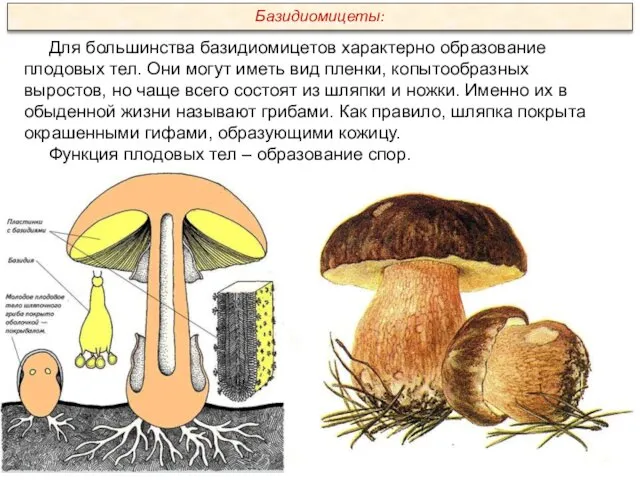 Для большинства базидиомицетов характерно образование плодовых тел. Они могут иметь вид