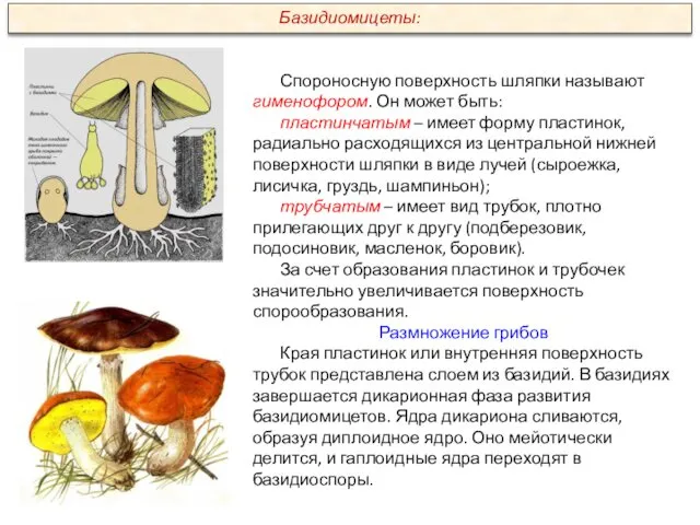 Спороносную поверхность шляпки называют гименофором. Он может быть: пластинчатым – имеет