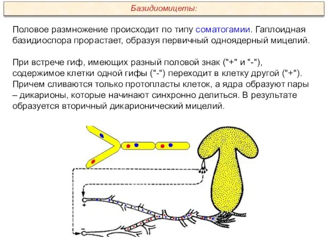 Половое размножение происходит по типу соматогамии. Гаплоидная базидиоспора прорастает, образуя первичный