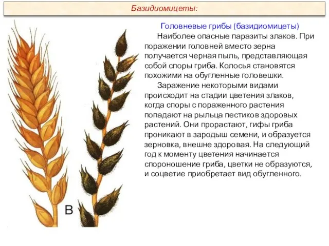 Головневые грибы (базидиомицеты) Наиболее опасные паразиты злаков. При поражении головней вместо