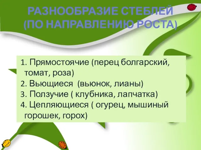 РАЗНООБРАЗИЕ СТЕБЛЕЙ (ПО НАПРАВЛЕНИЮ РОСТА) 1. Прямостоячие (перец болгарский, томат, роза)