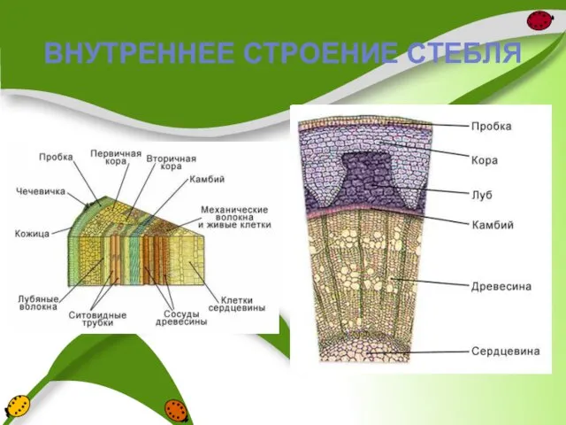 ВНУТРЕННЕЕ СТРОЕНИЕ СТЕБЛЯ