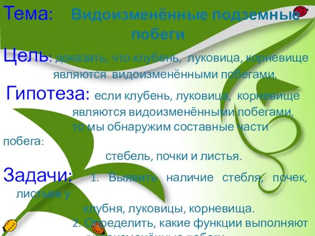 Тема: Видоизменённые подземные побеги Цель: доказать, что клубень, луковица, корневище являются