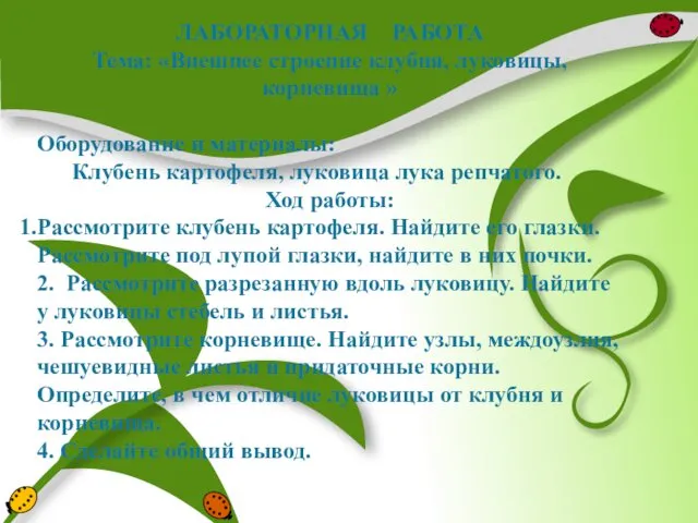 ЛАБОРАТОРНАЯ РАБОТА Тема: «Внешнее строение клубня, луковицы, корневища » Оборудование и