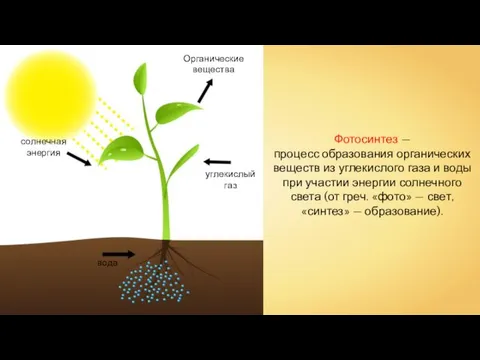 солнечная энергия углекислый газ вода Органические вещества Фотосинтез — процесс образования
