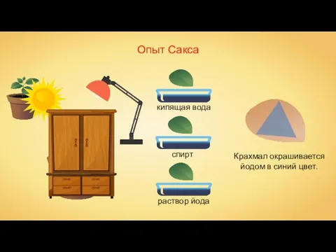 Опыт Сакса кипящая вода спирт раствор йода Крахмал окрашивается йодом в синий цвет.