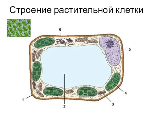 Строение растительной клетки Мембрана Цитоплазма Хлоропласты Клеточная стенка Ядро ЭПС Вакуоль Рибосомы Митохондрии
