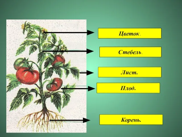 Стебель. Лист. Плод. Корень. Цветок.