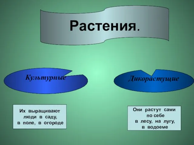 Растения. Культурные Дикорастущие Их выращивают люди в саду, в поле, в