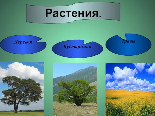 Растения. Деревья Травы Кустарники